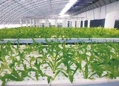 发展循环农业 生产绿色食品