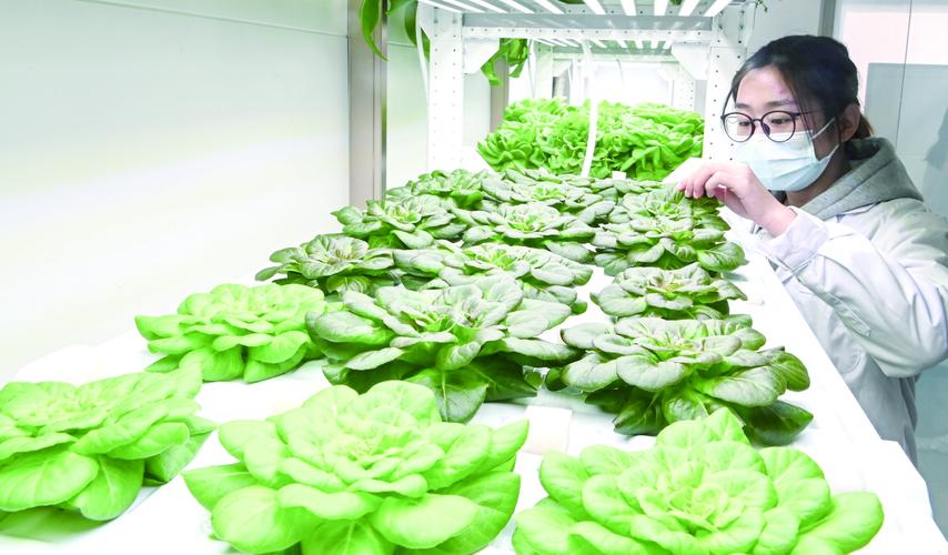赛诺优农科技小型植物工厂农业研究人员在观察蔬菜生长情况