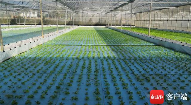 三亚市热带农业科学研究院以科技带动"菜篮子"高效发展