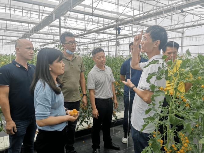在广东省农业科学院白云实验基地,调研组一行人实地参观了樱桃番茄在